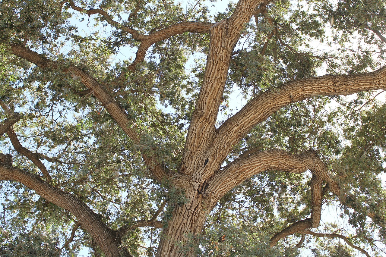 oak tree branches leaves free photo