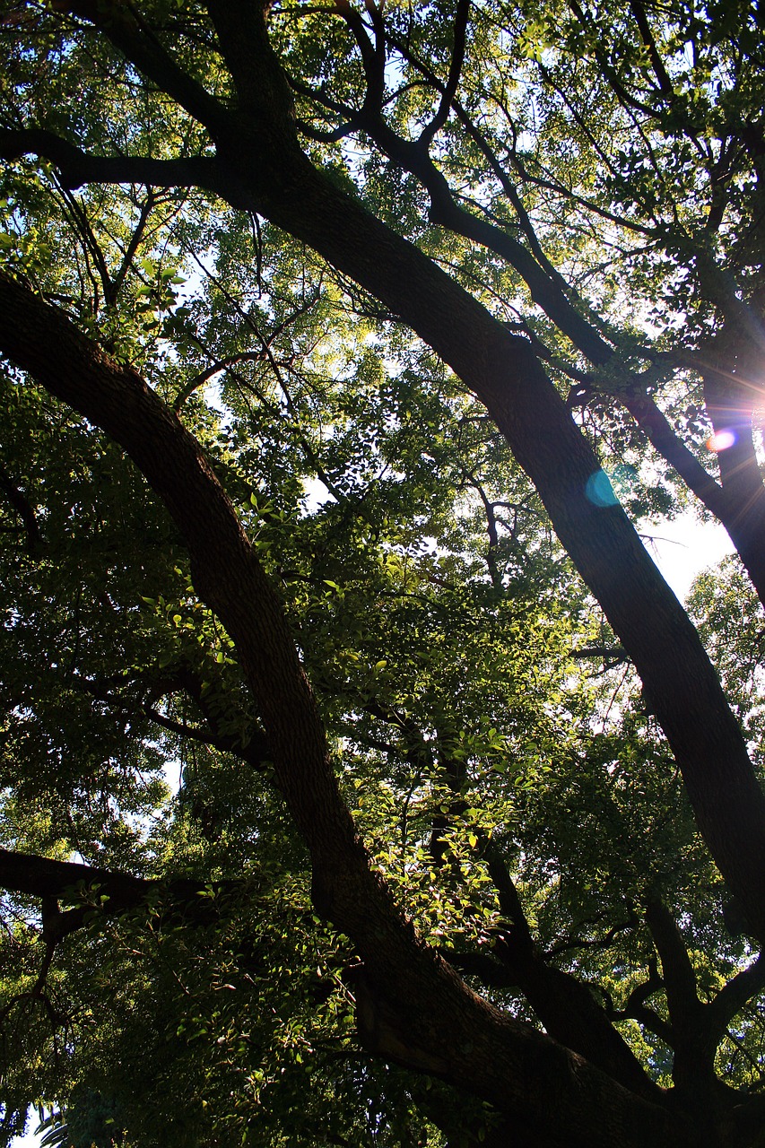 oak tree tree oak free photo