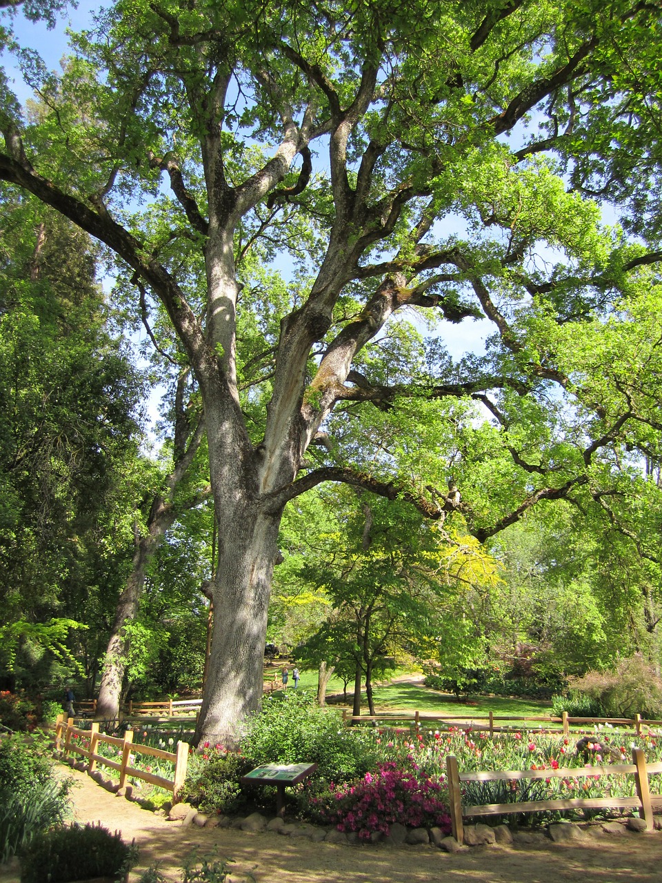 oak tree garden park free photo