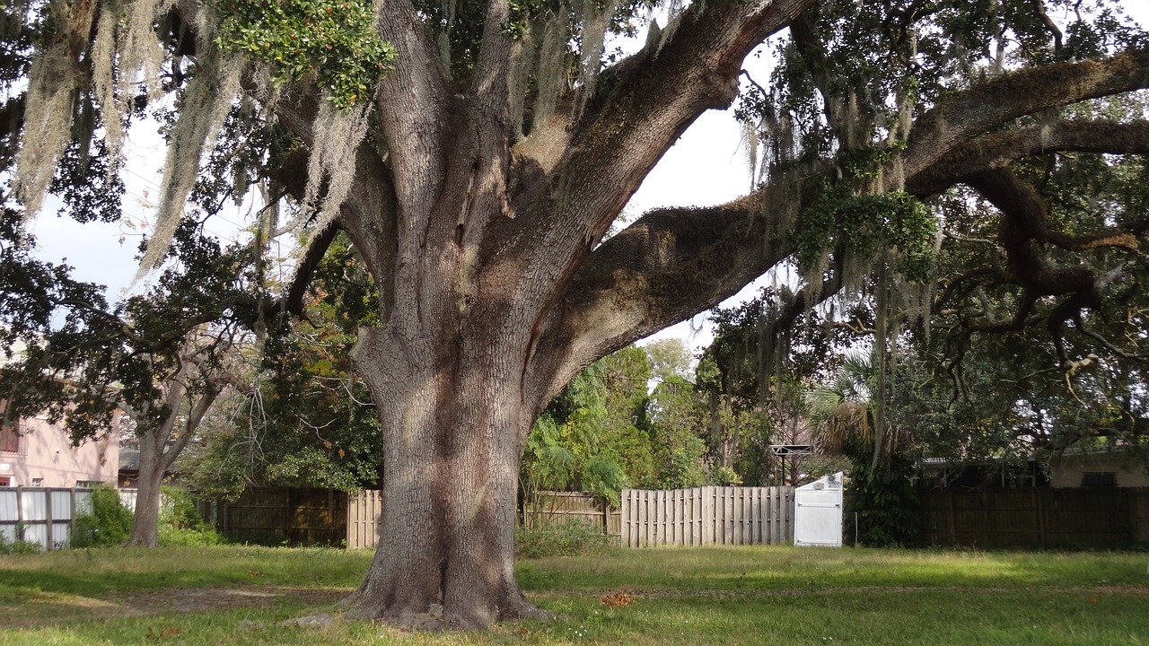 oak tree tree nature free photo