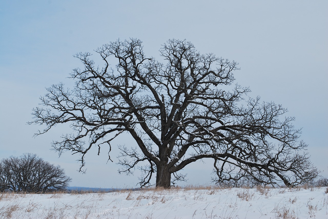 oak tree winter snow free photo