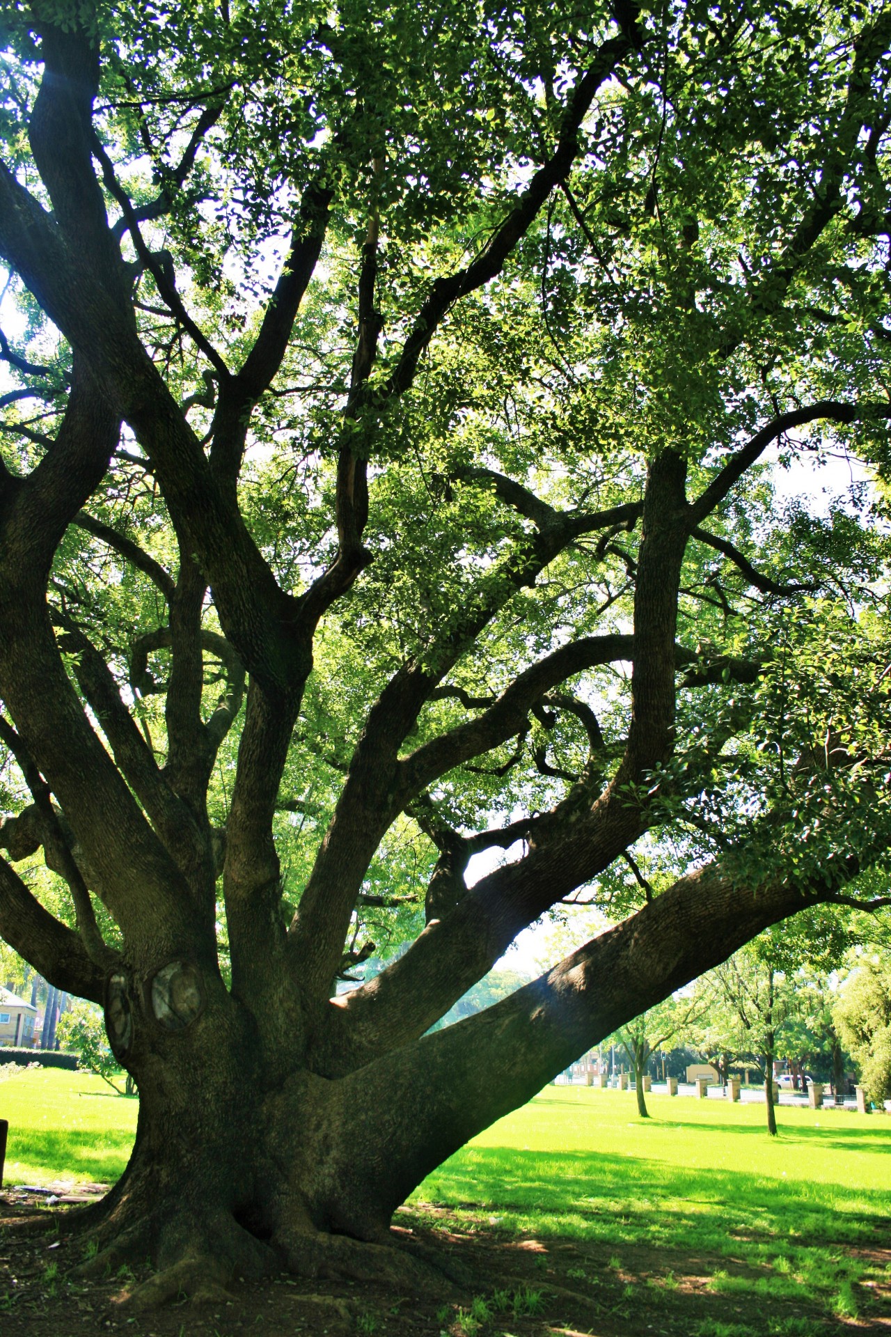 tree oak old free photo