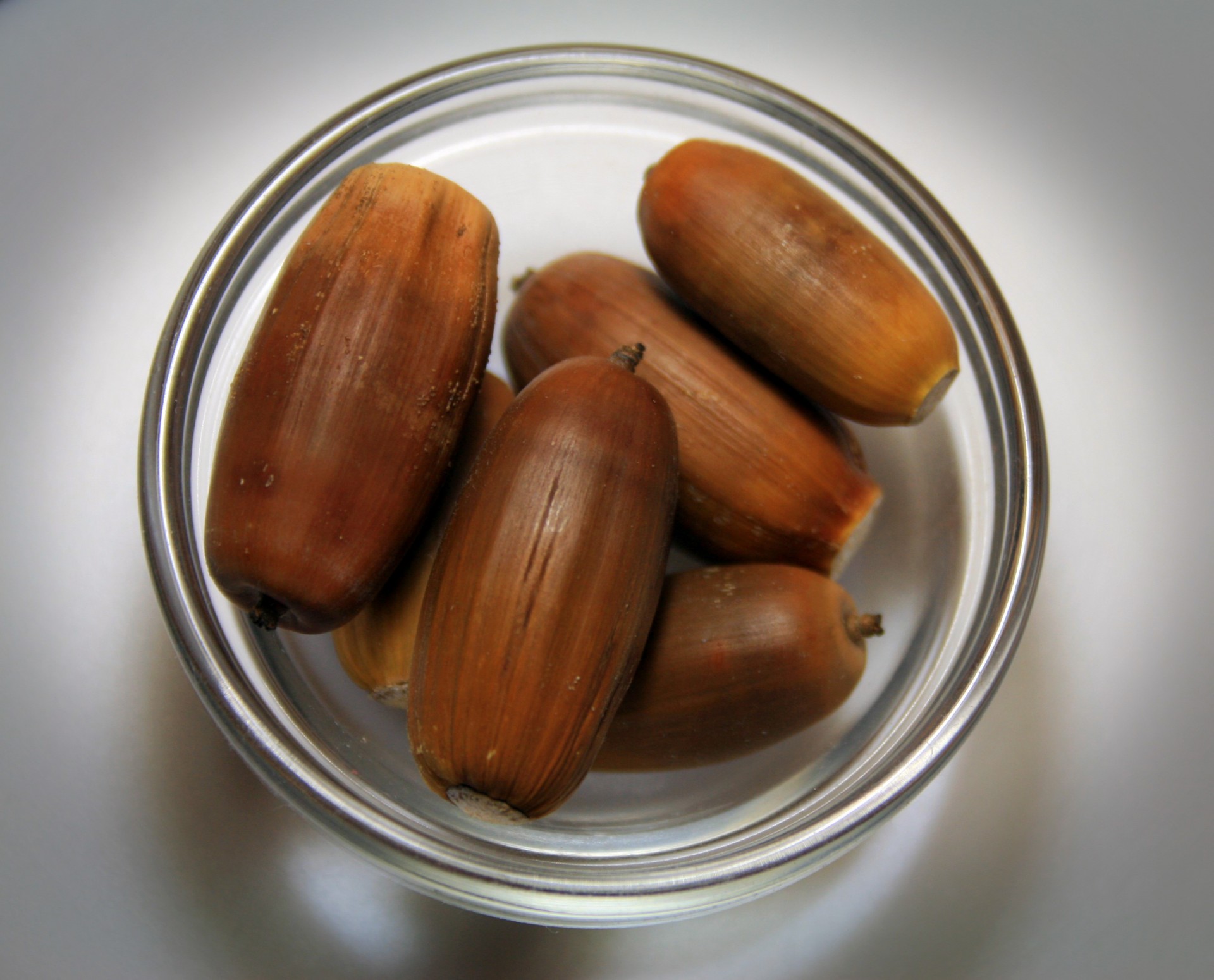 acorns seeds woody free photo