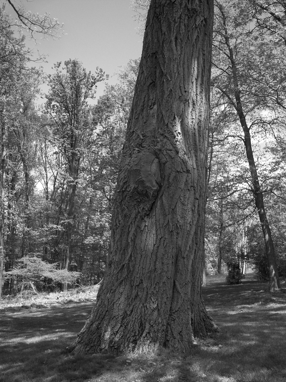 oak tree black free photo