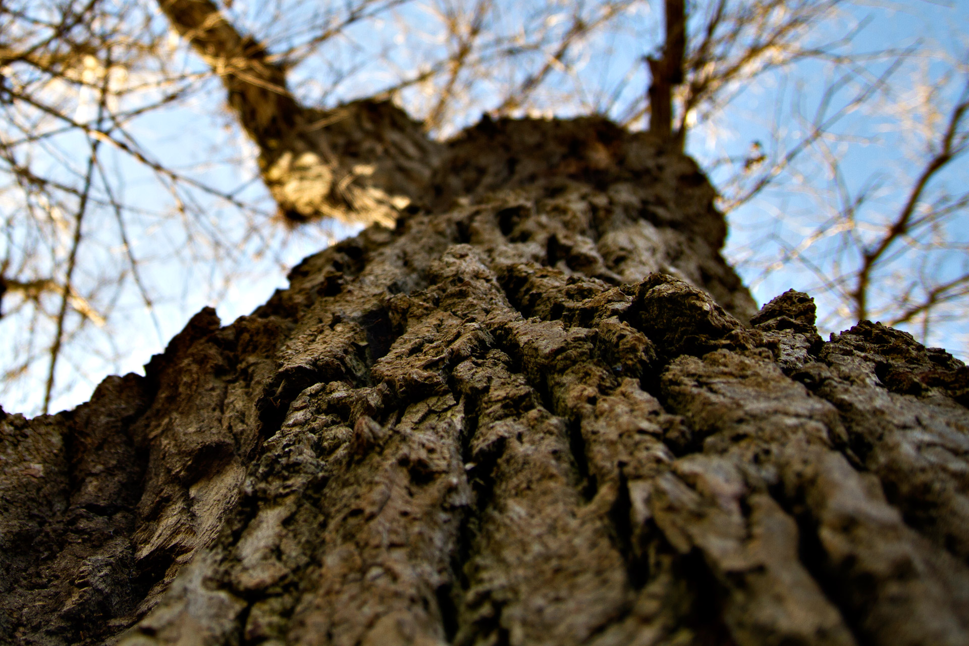 oak tree tree trunk wood free photo