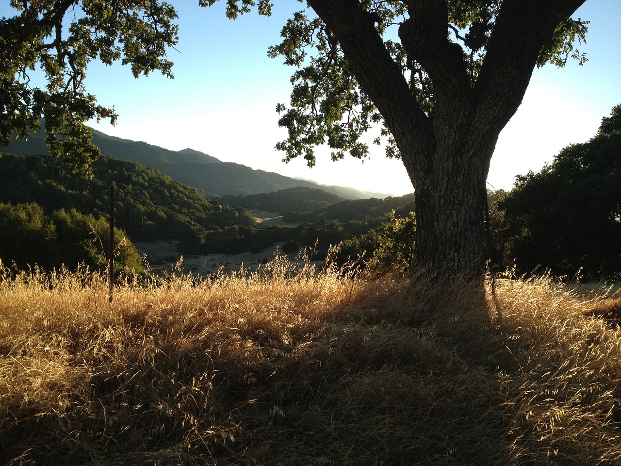 oak trees landscape grassy hills free photo