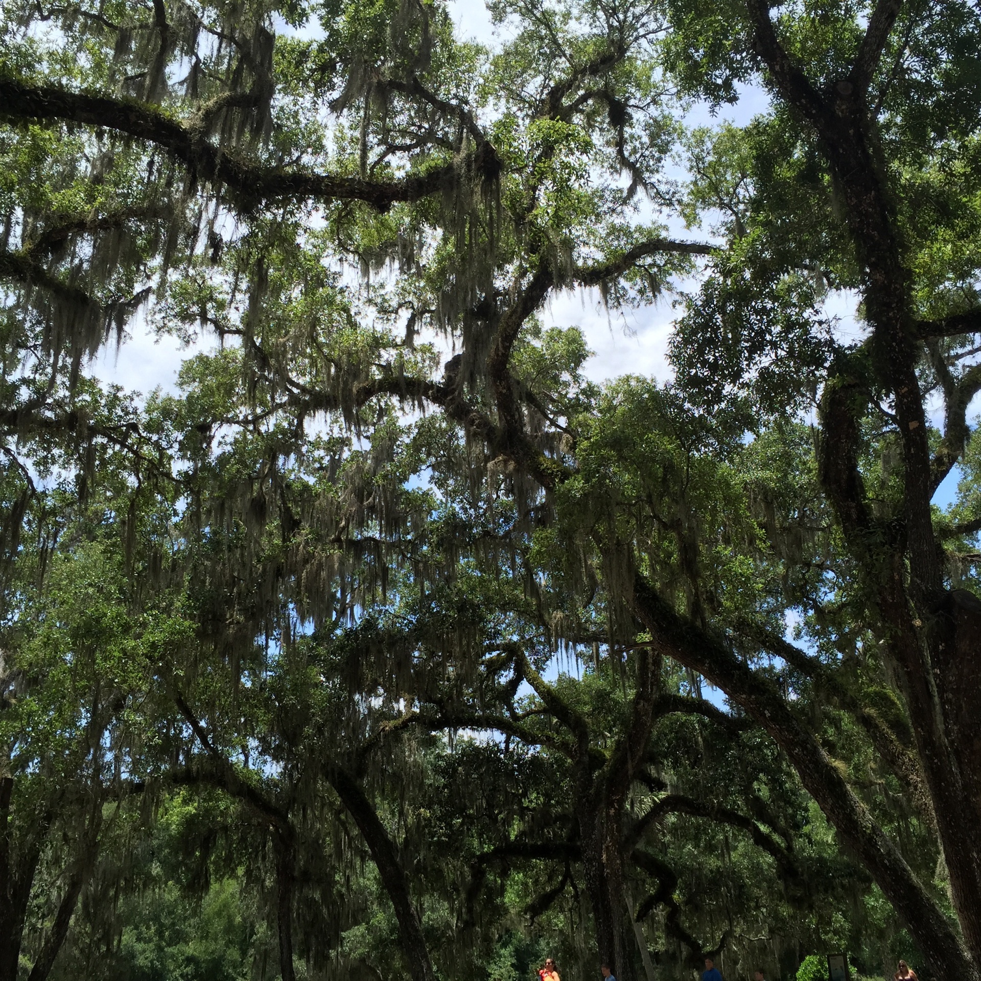 trees oak canopy free photo