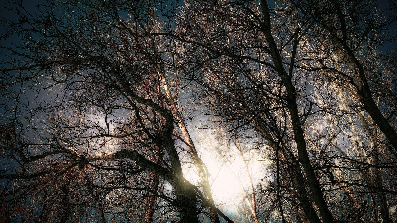 oak trees surreal sky free photo