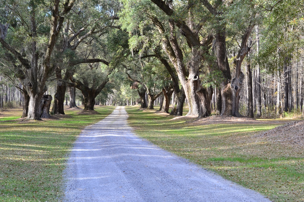 oak trees plantation carolina free photo