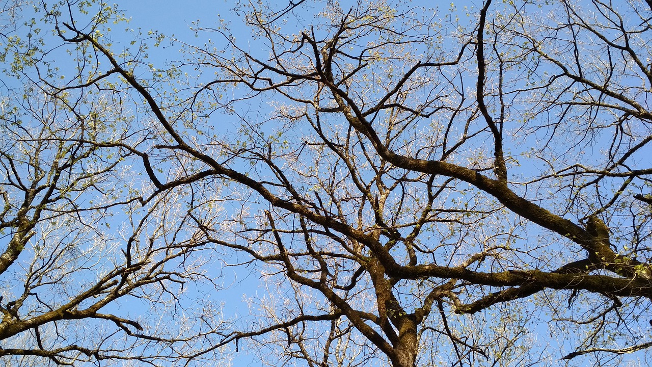 oak trees  branches  sky free photo