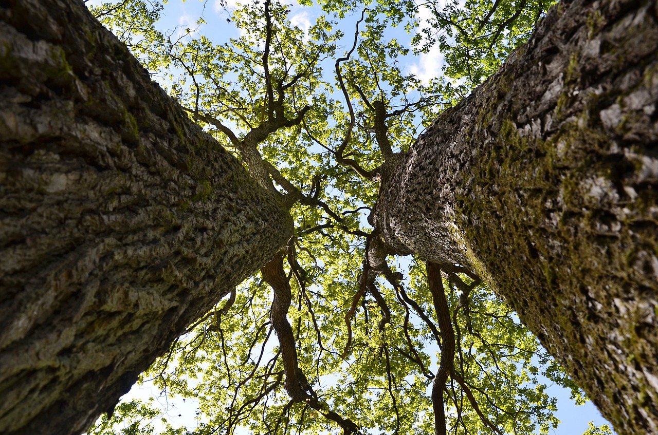 oak trees  forest  tree free photo