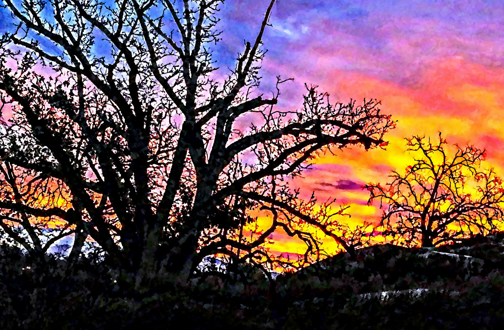 sunrise oak trees trees free photo