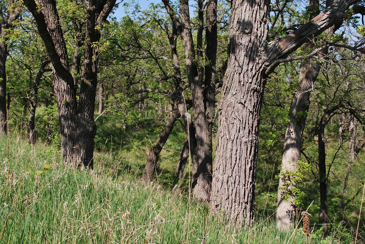 oaks savanna tree free photo