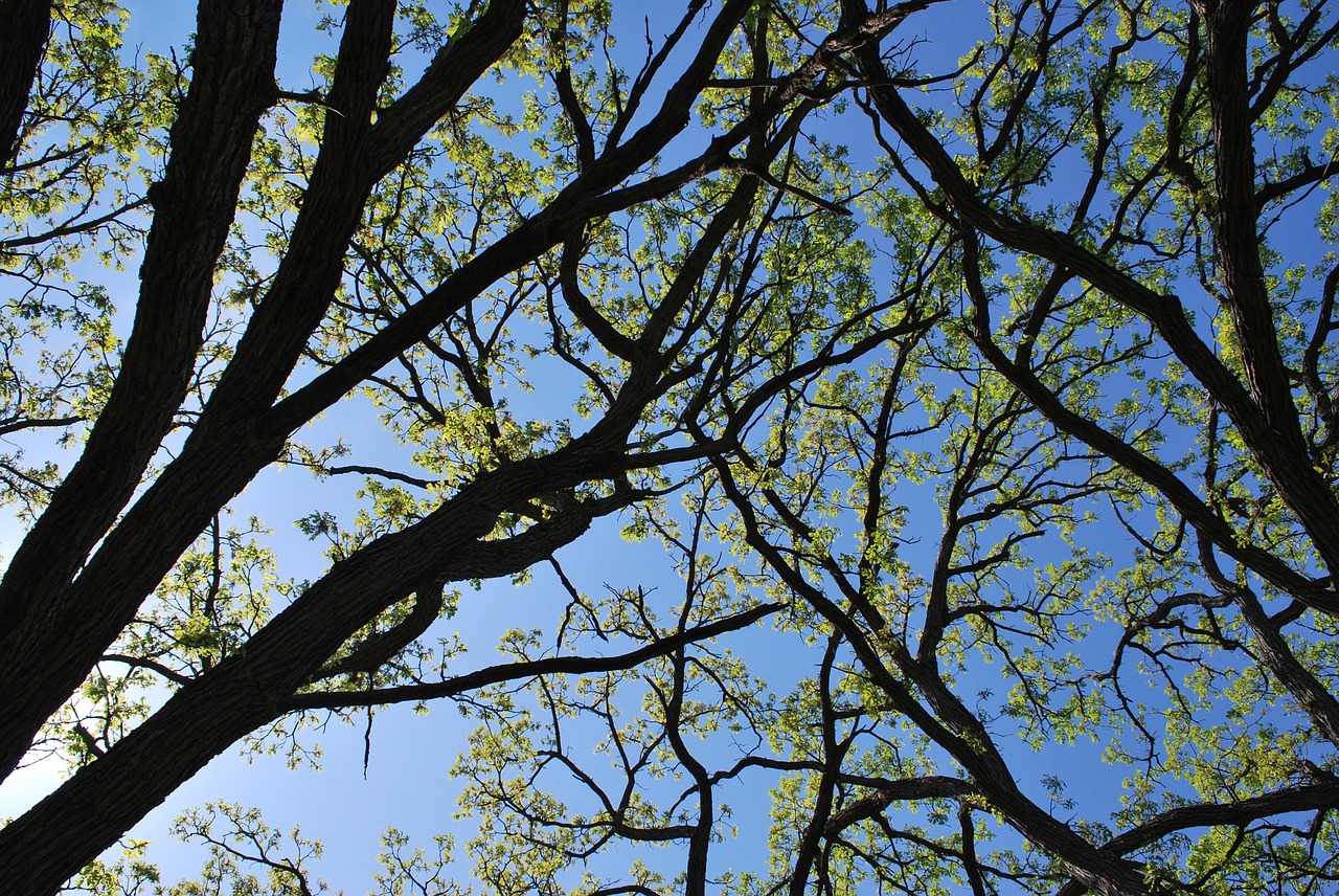 oaks canopy branch free photo