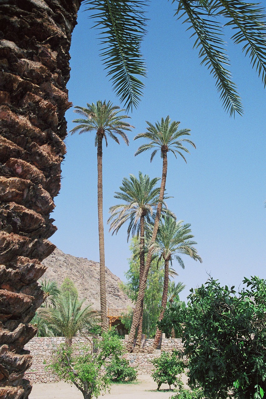oasis desert vegetation free photo