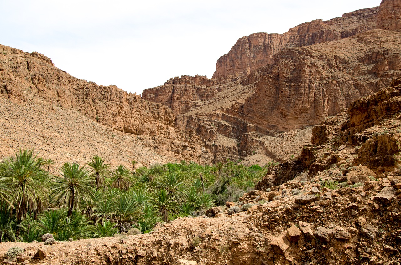 oasis  desert  morocco free photo