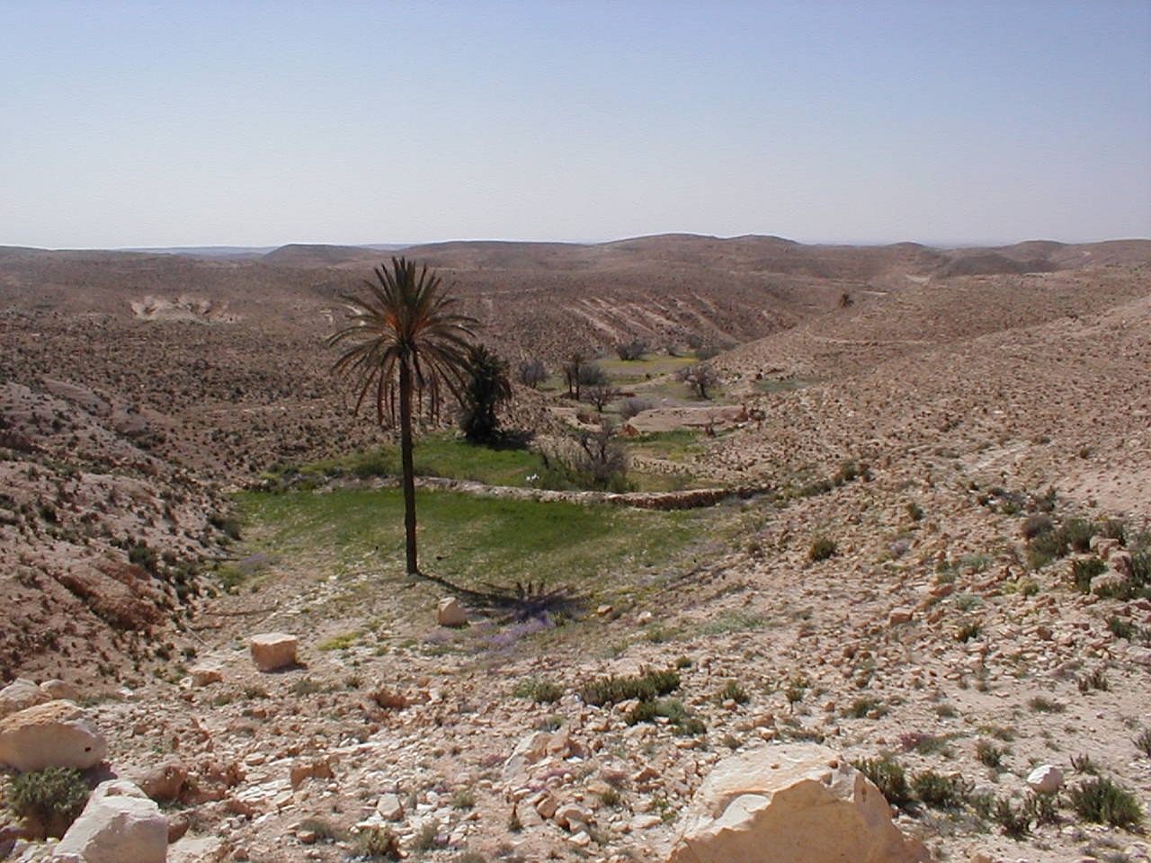 oasis shott el djerid southern tunisia free photo