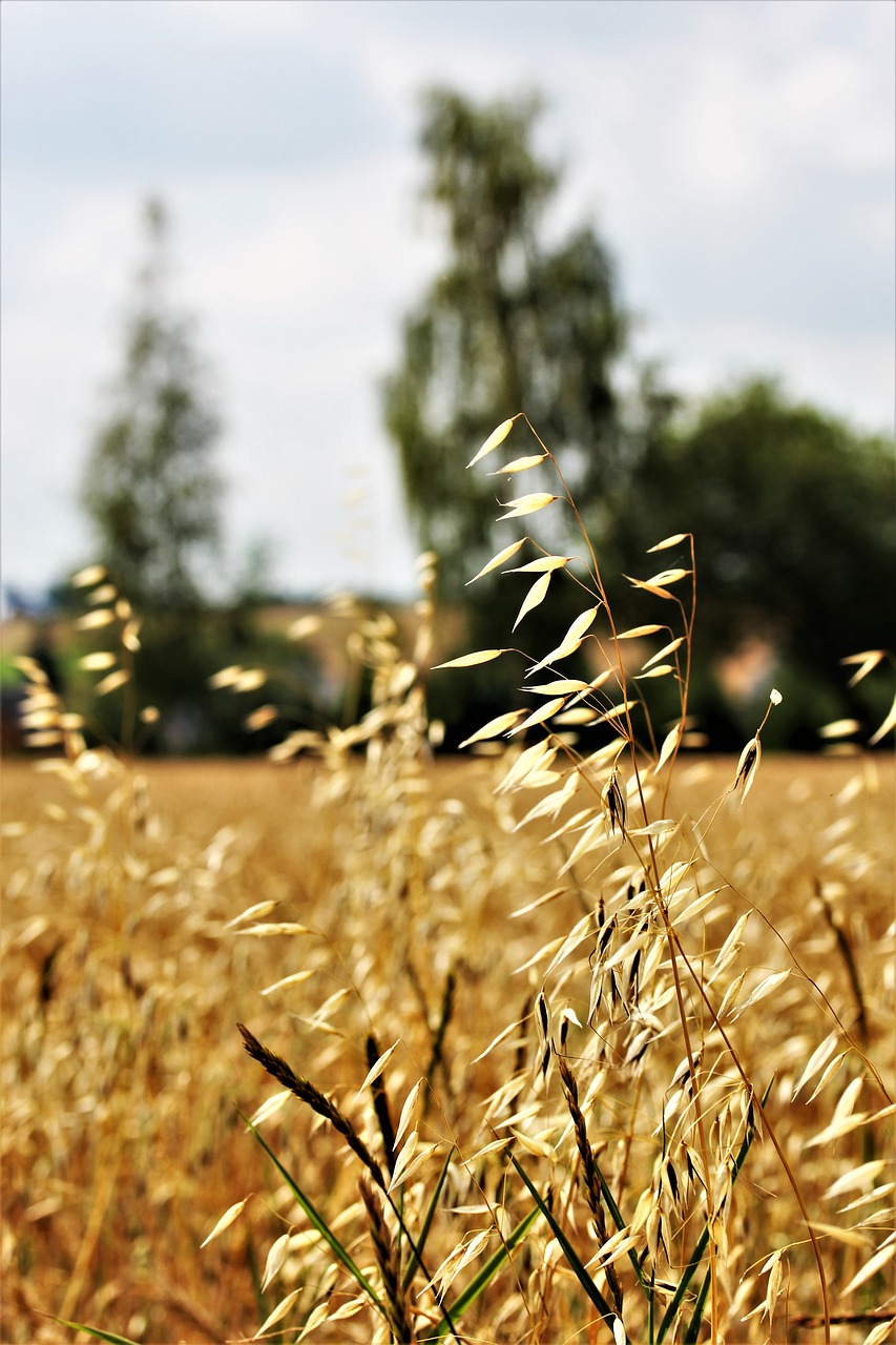 oats agriculture cereals free photo