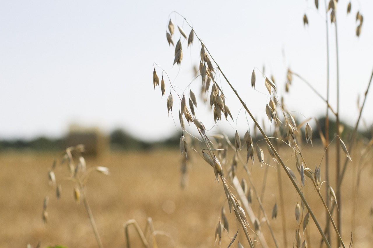 oats farm landscape landscape free photo