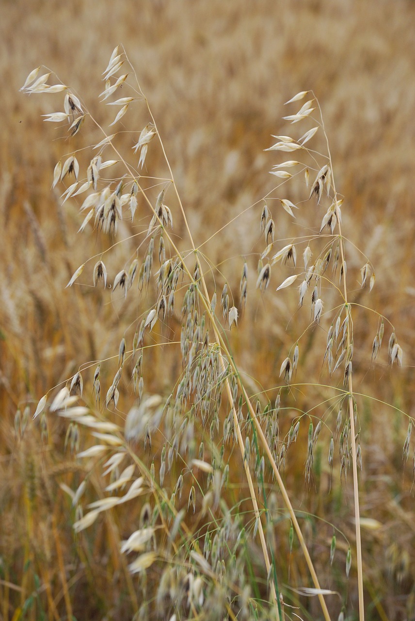 oats avena sativa grain free photo