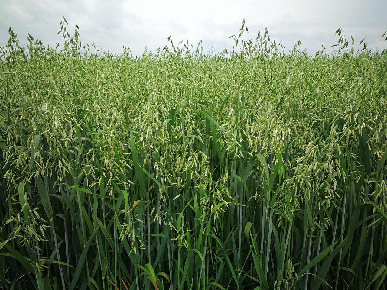 oats  avena sativa  field free photo