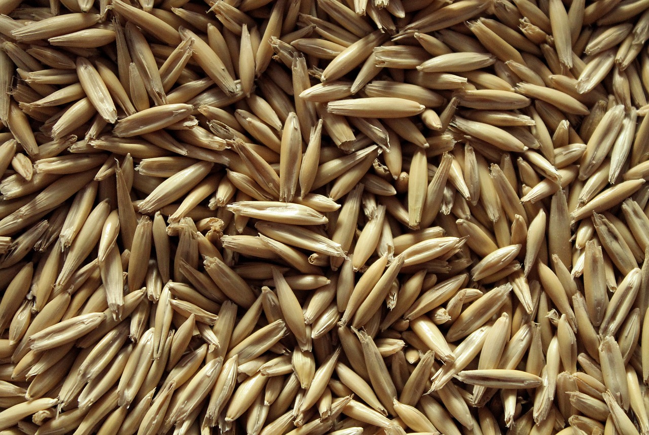 oats  oatmeal  seeds free photo