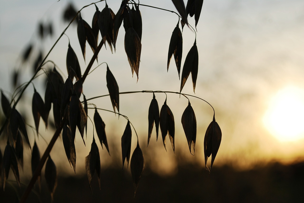 oats,the sun,west,free pictures, free photos, free images, royalty free, free illustrations, public domain