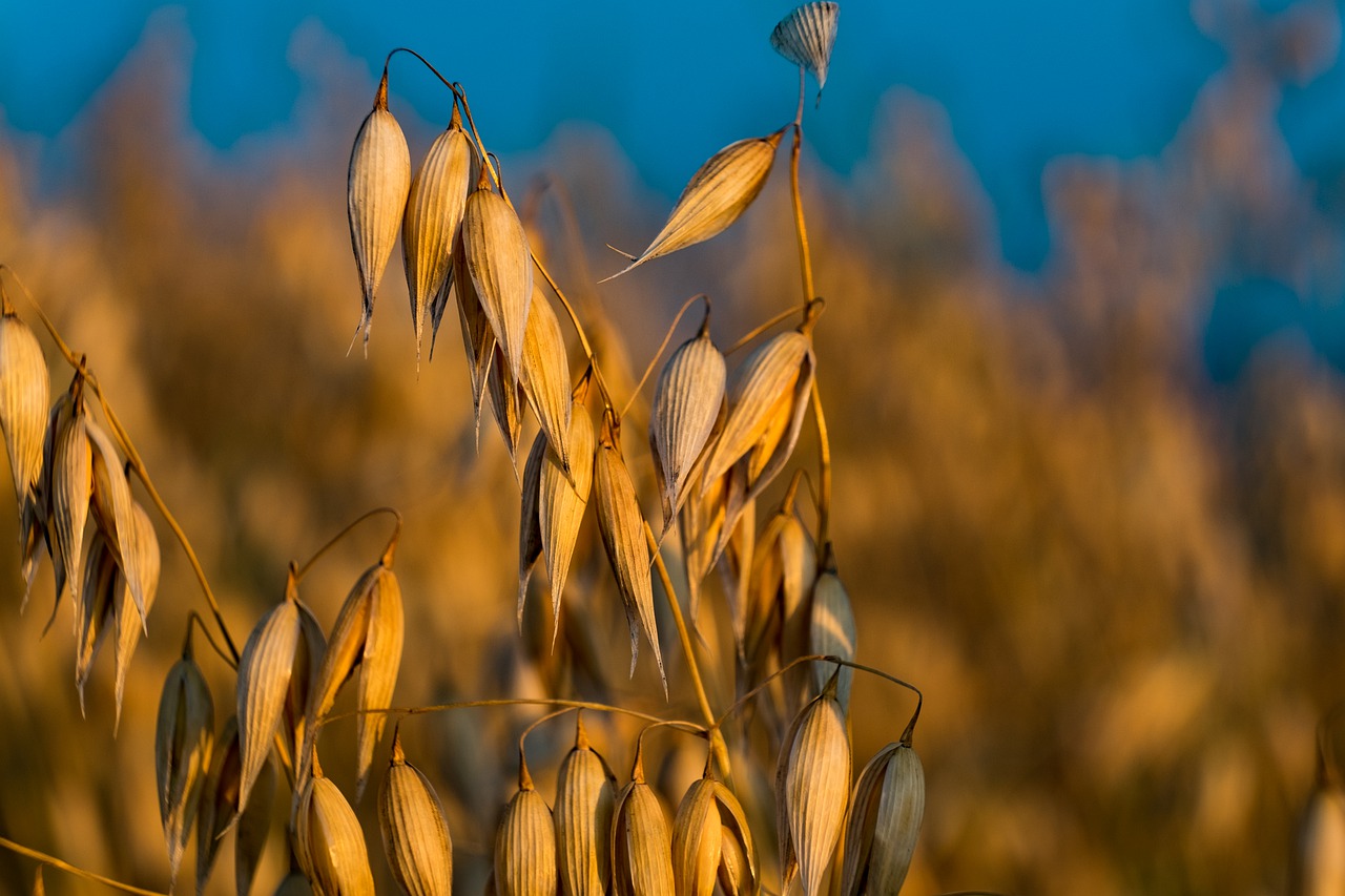 oats  corn  harvest free photo