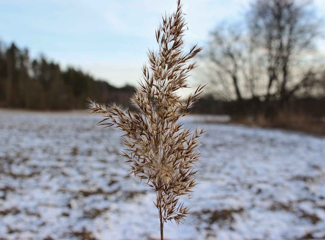 oats snow tree free photo