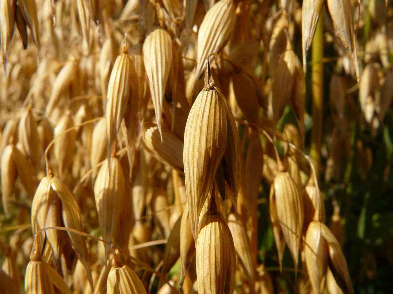 oats oat field arable free photo