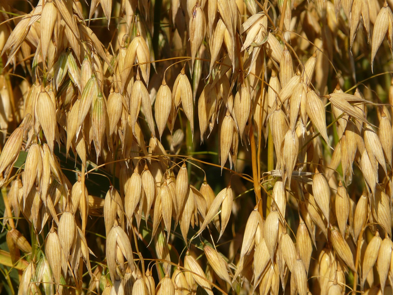 oats oat field arable free photo