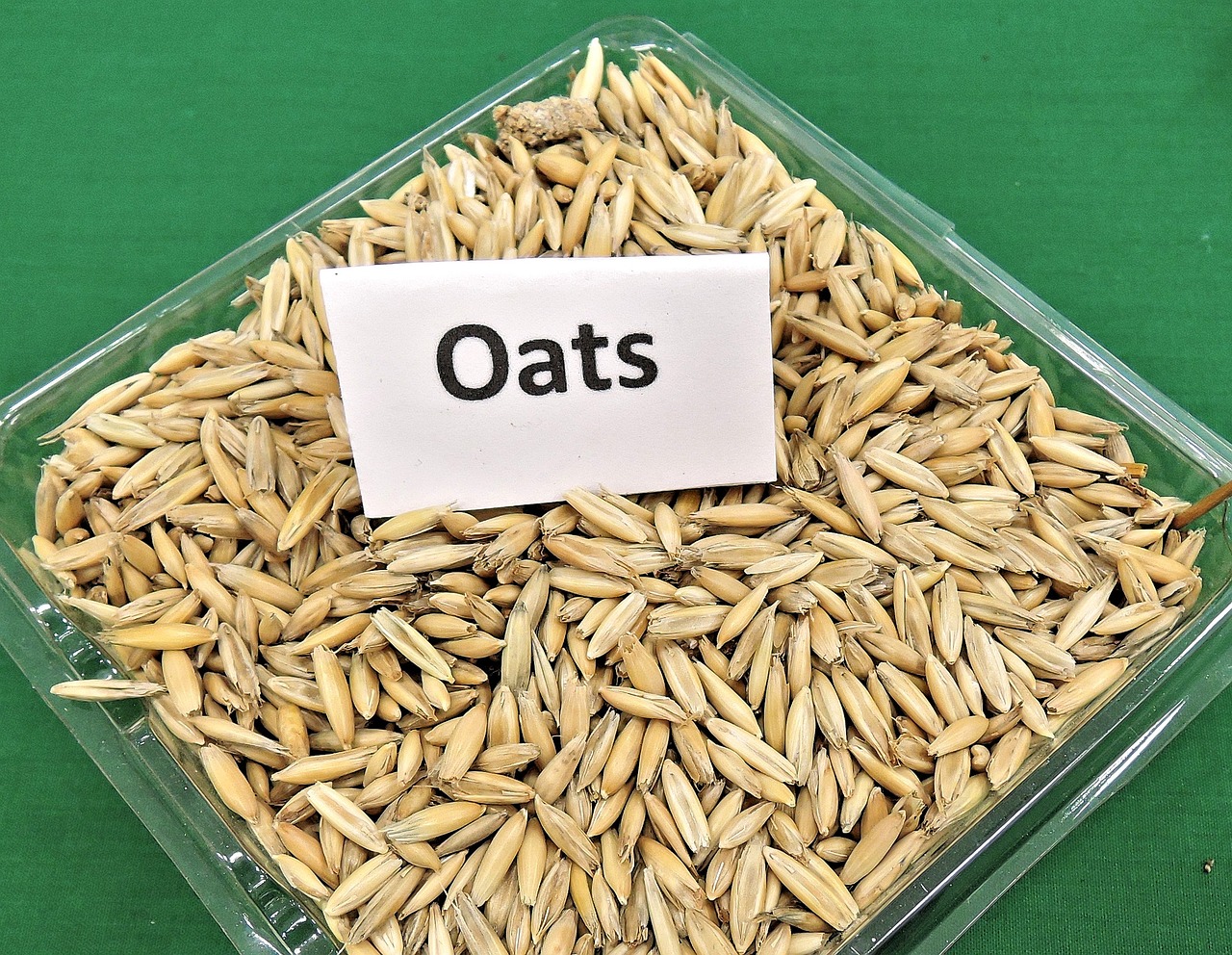 oats grain cereal free photo