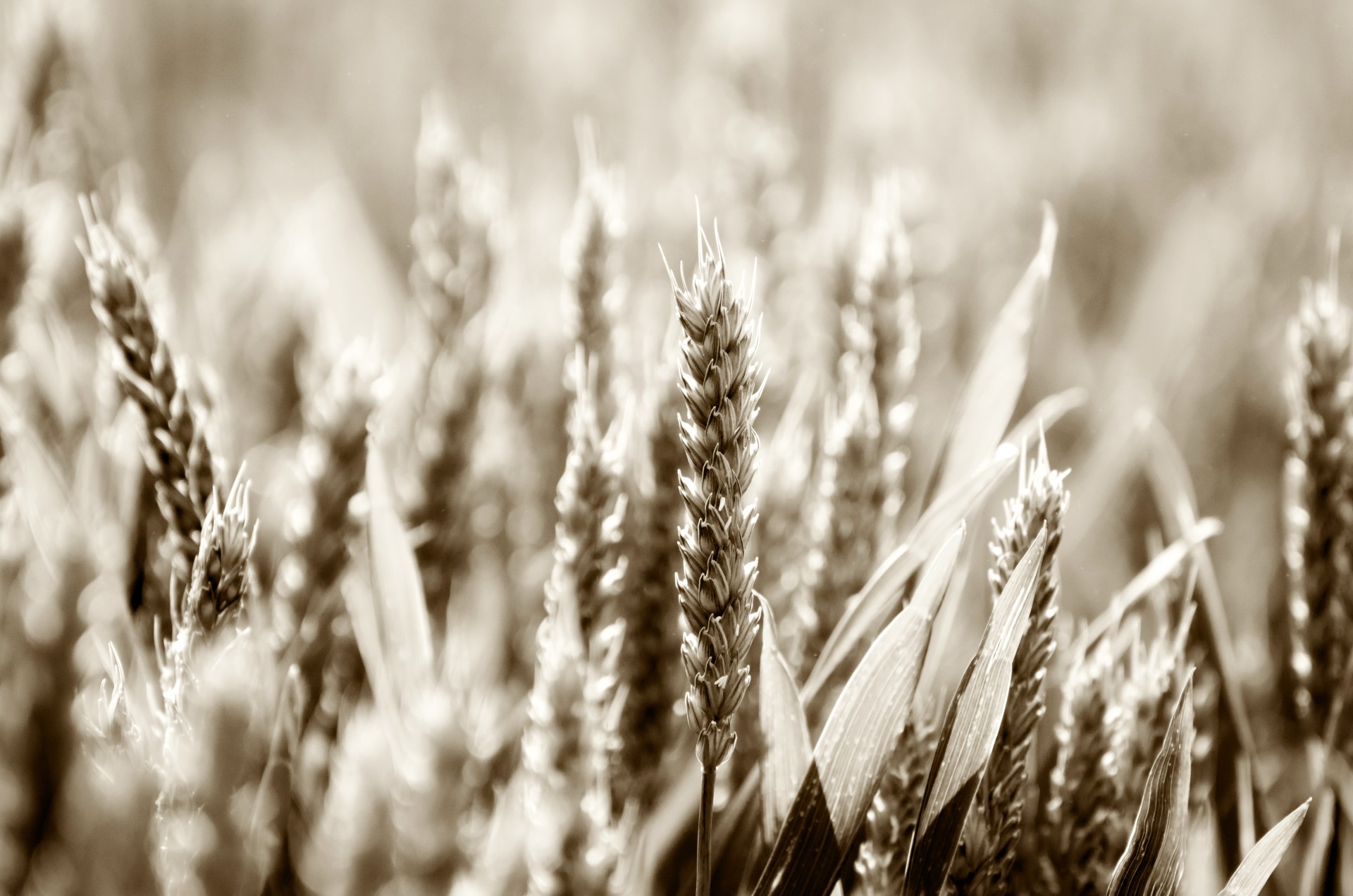 abundance agriculture barley free photo