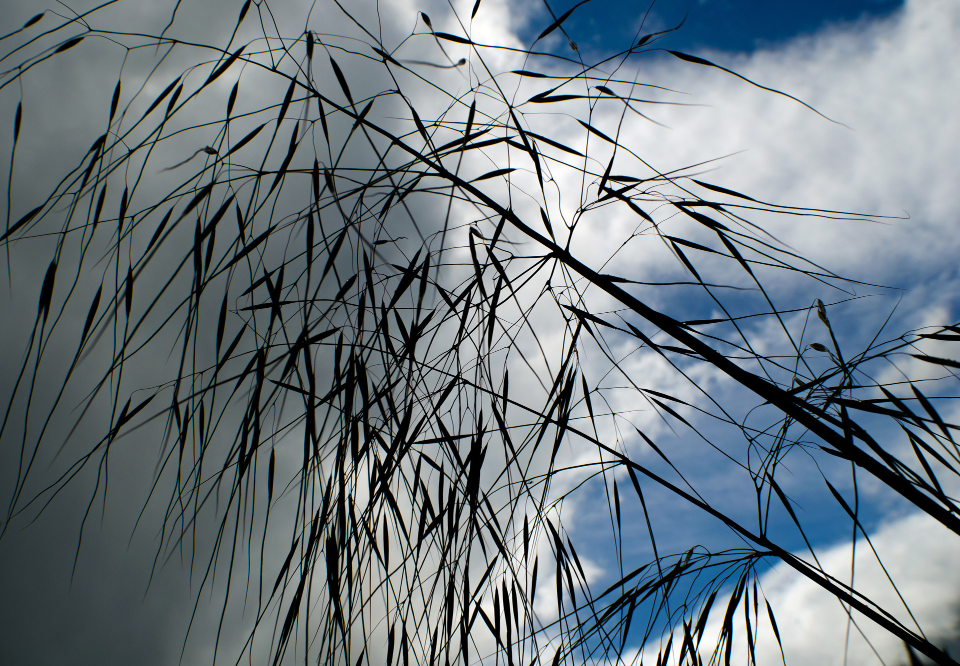 oats harvested agriculture free photo