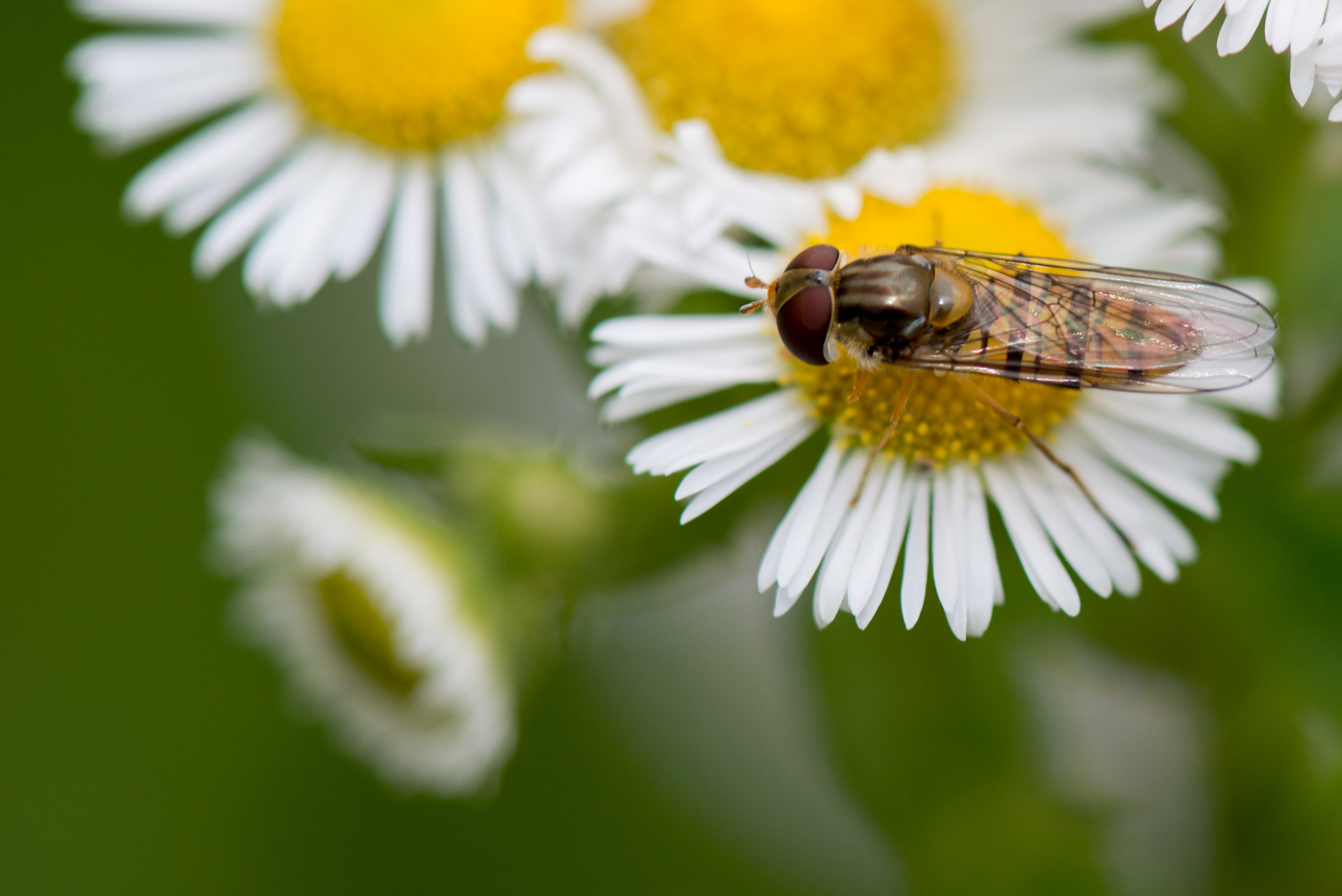 dandelion flower macro free photo