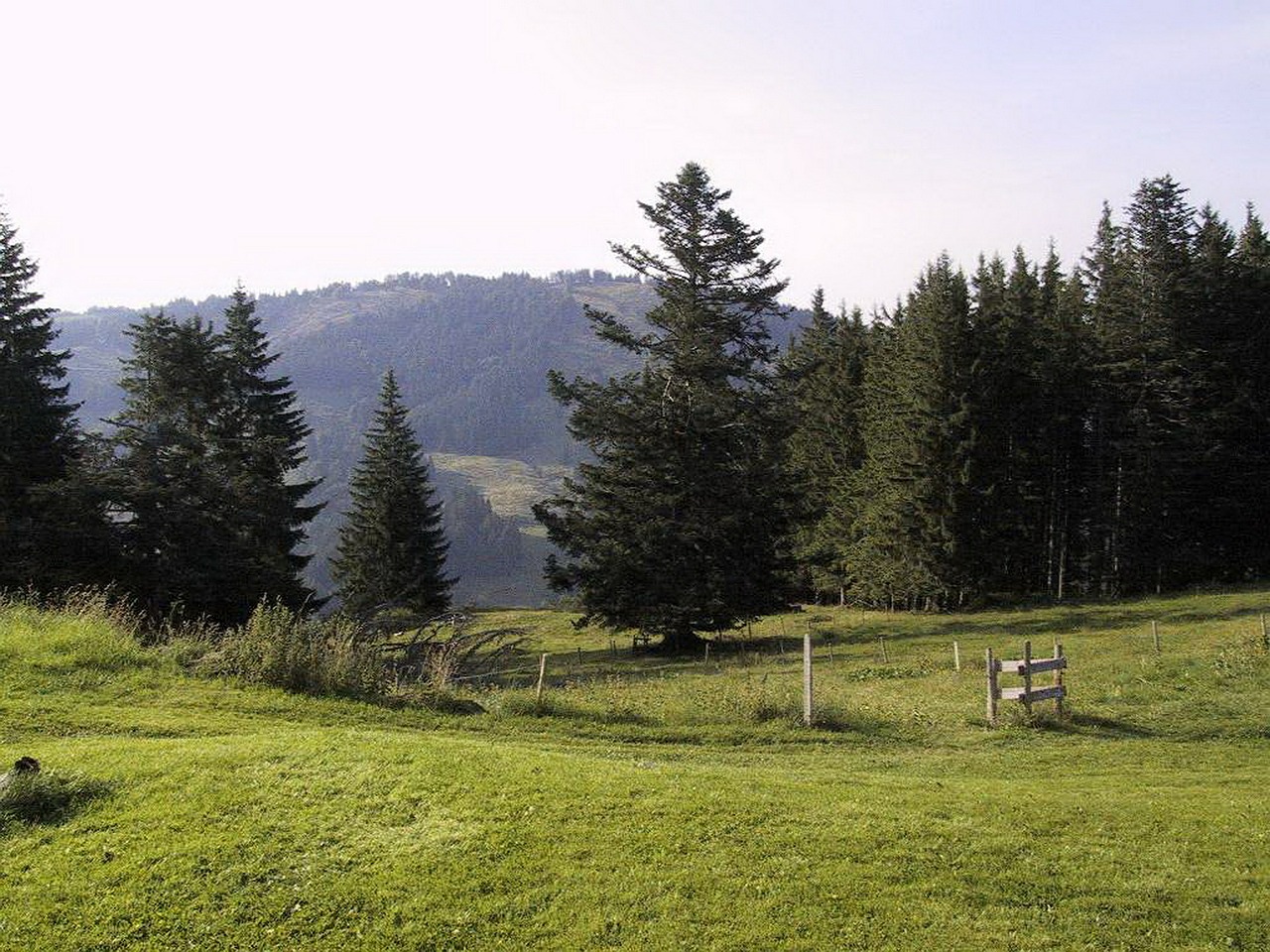 oberstaufen steibis upper rose alp free photo