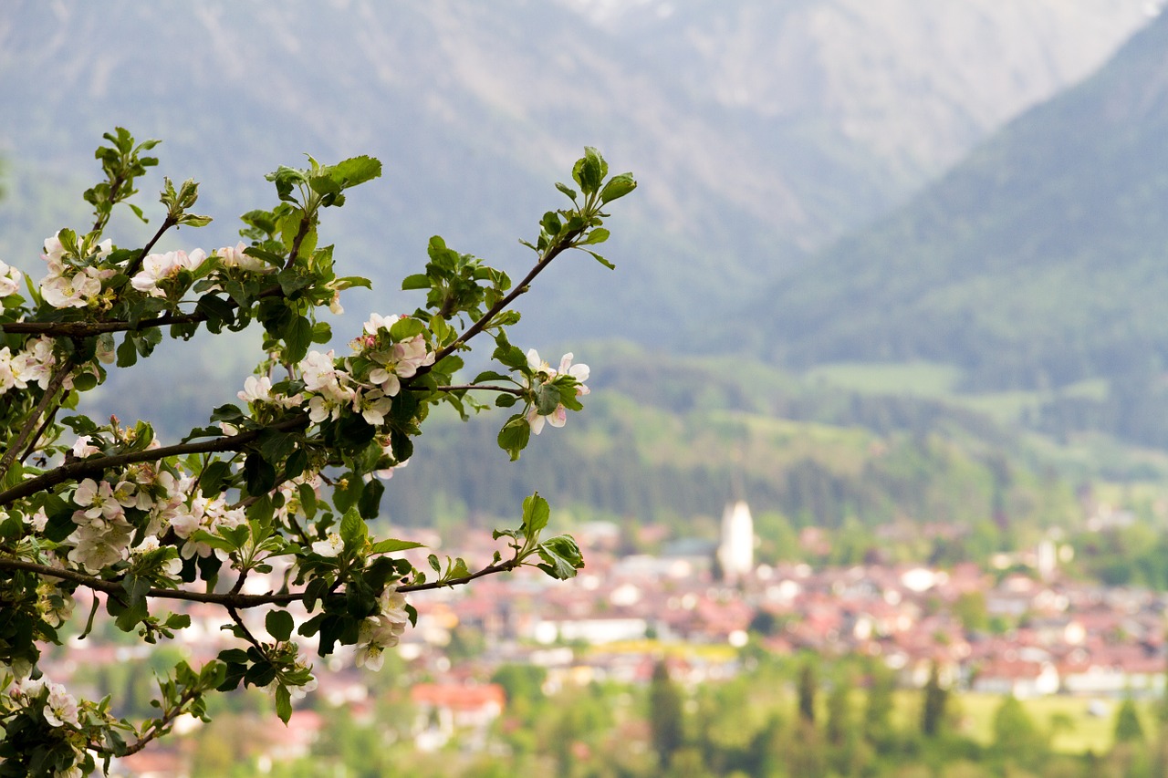 oberstdorf apple tree alpine free photo