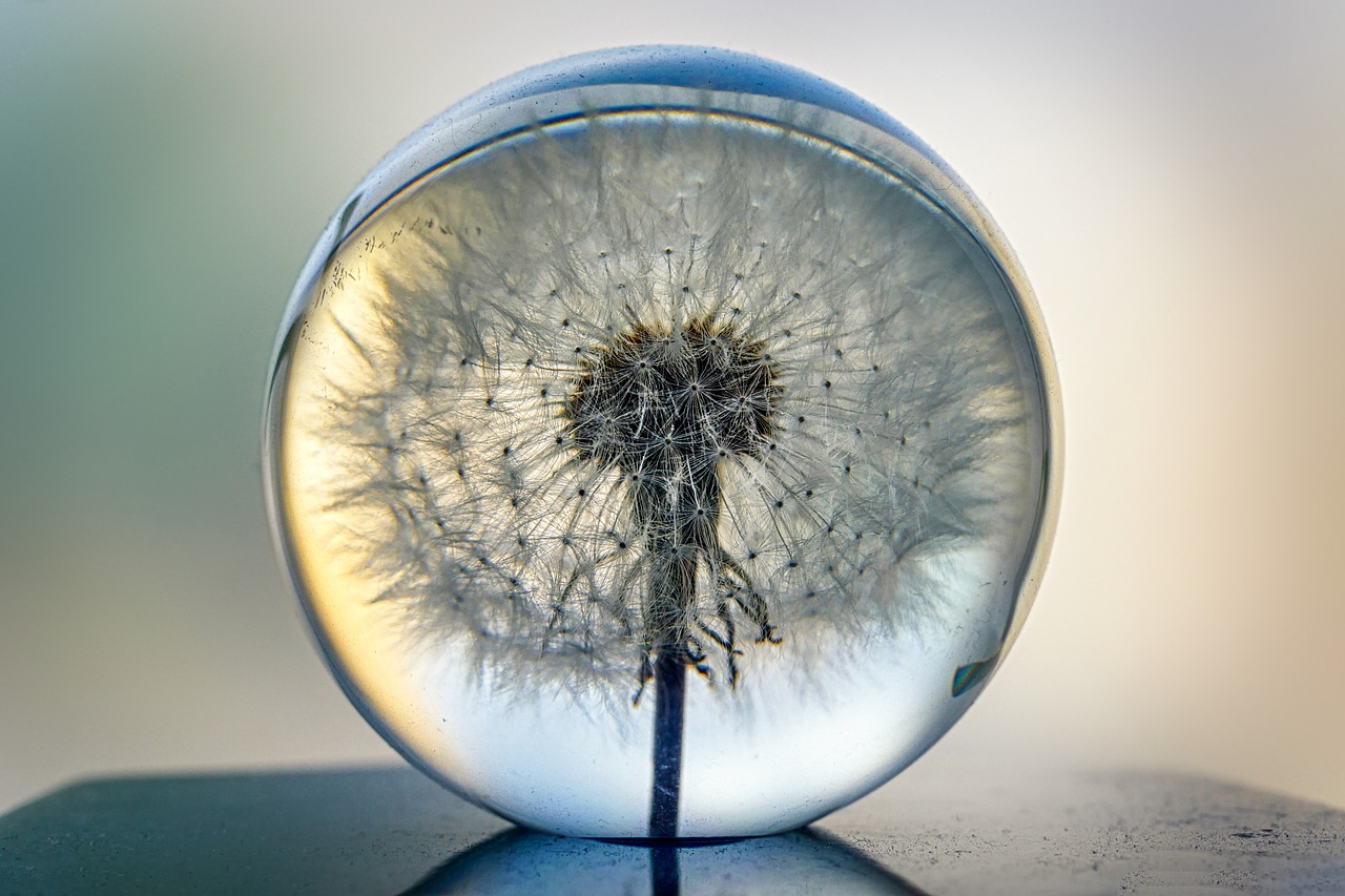 object  glass ball  dandelion free photo