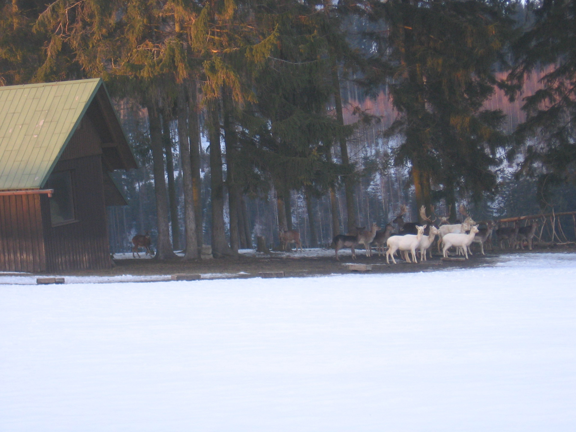 park deer winter free photo