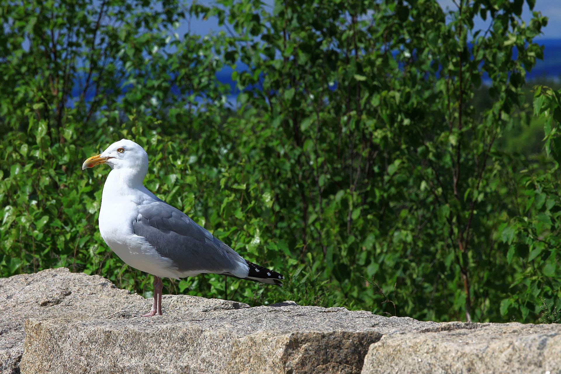 bird seagull observer free photo