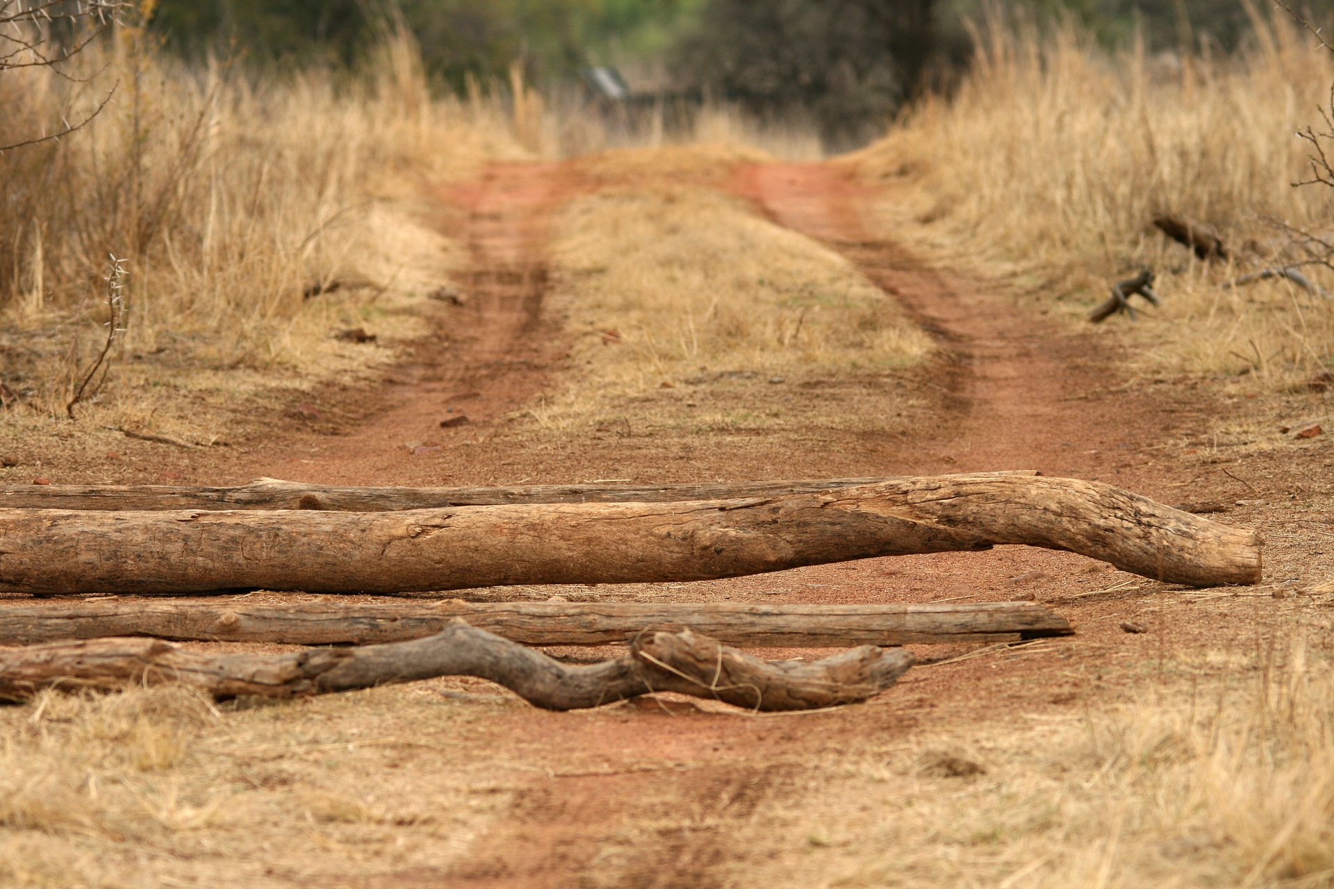 poles posts wood free photo