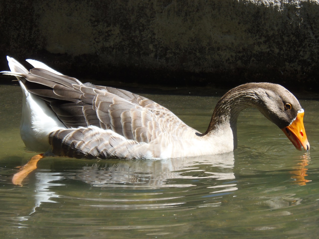 oca goose duck free photo