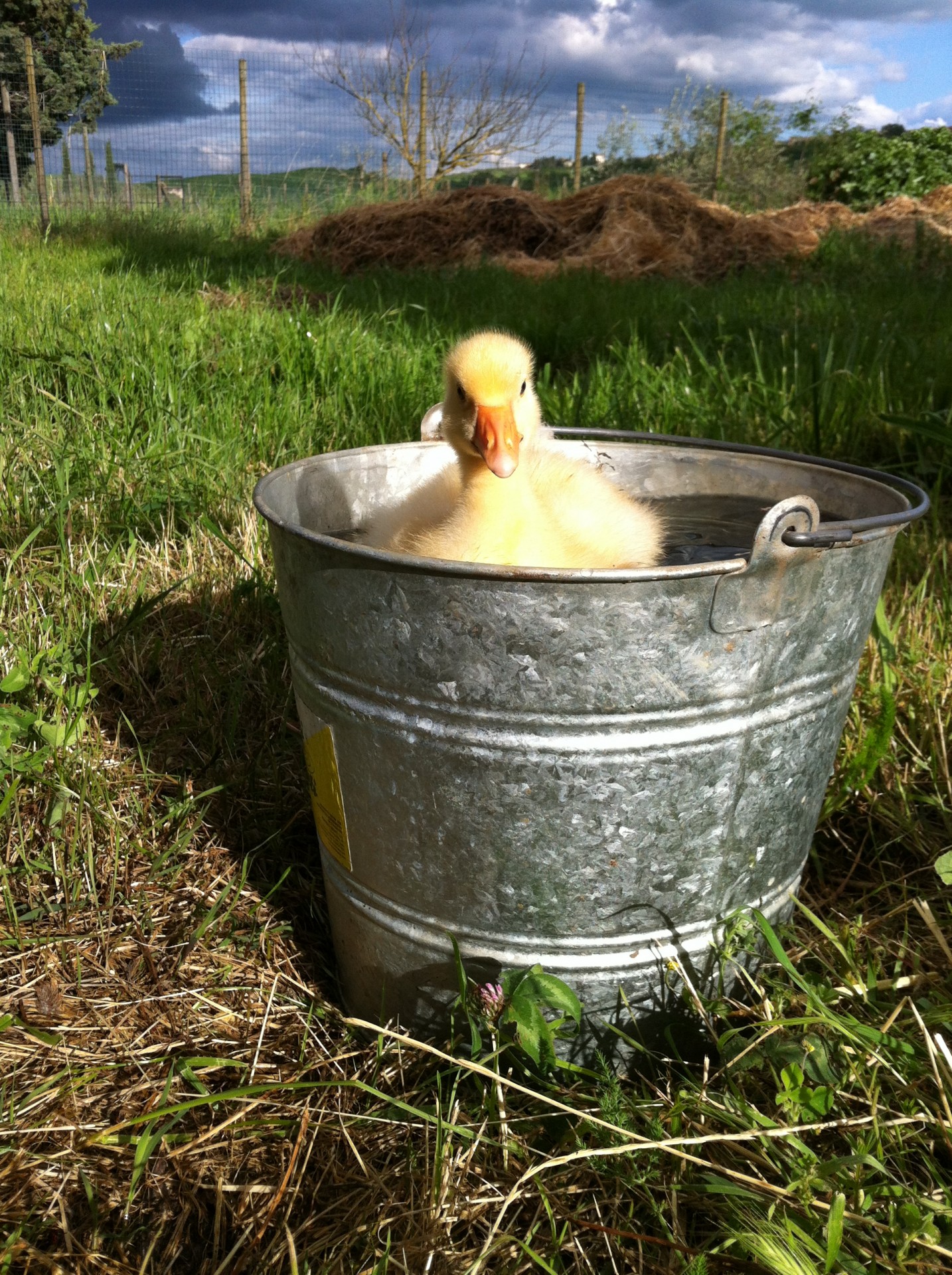 baby goose duck goose in spring free photo