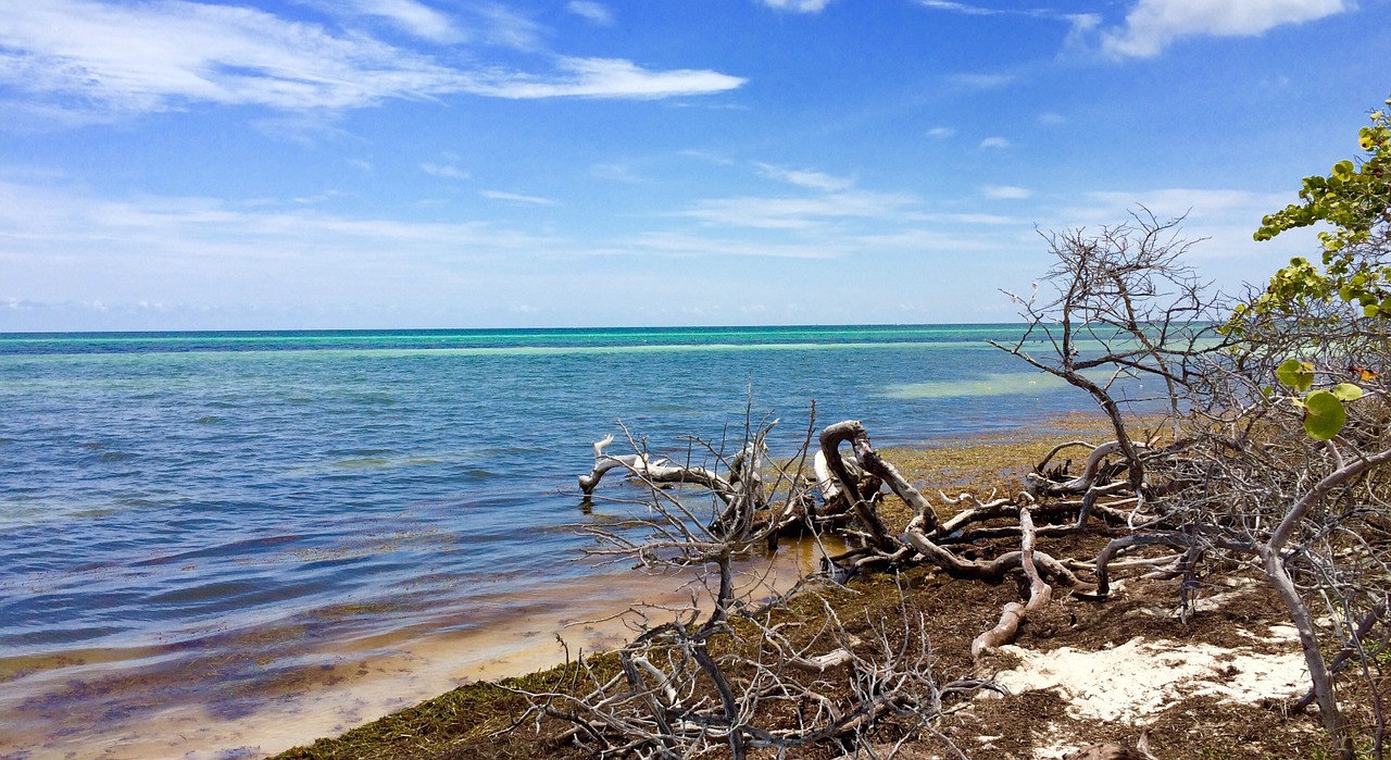 ocean sky branches free photo