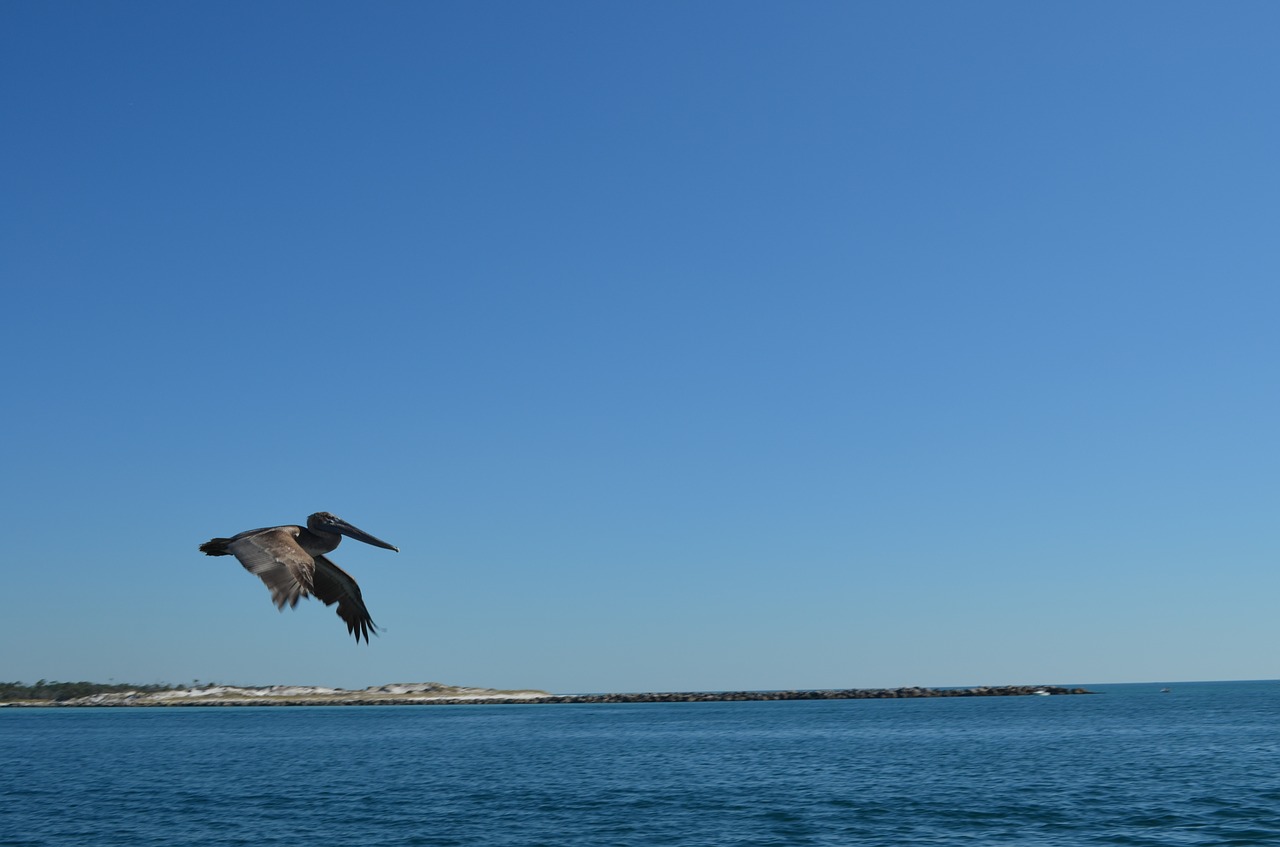 birds pelican flight free photo