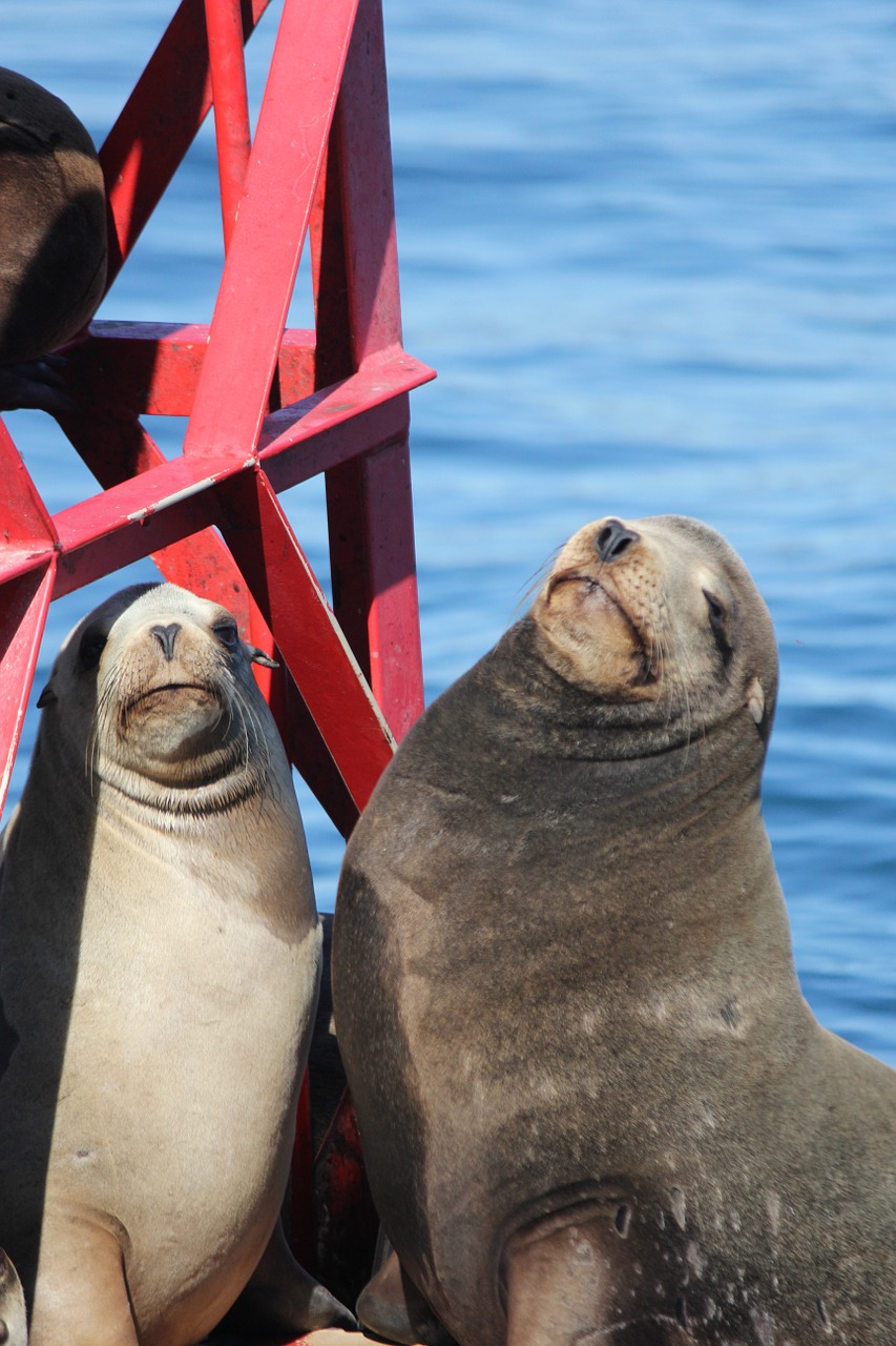 seals ocean mammal free photo