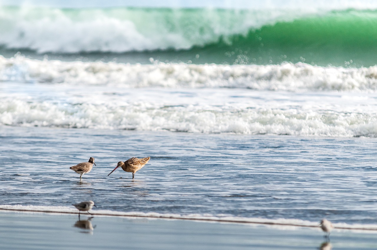 ocean bird water free photo