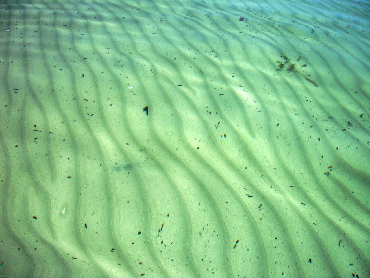 ocean floor sand free photo