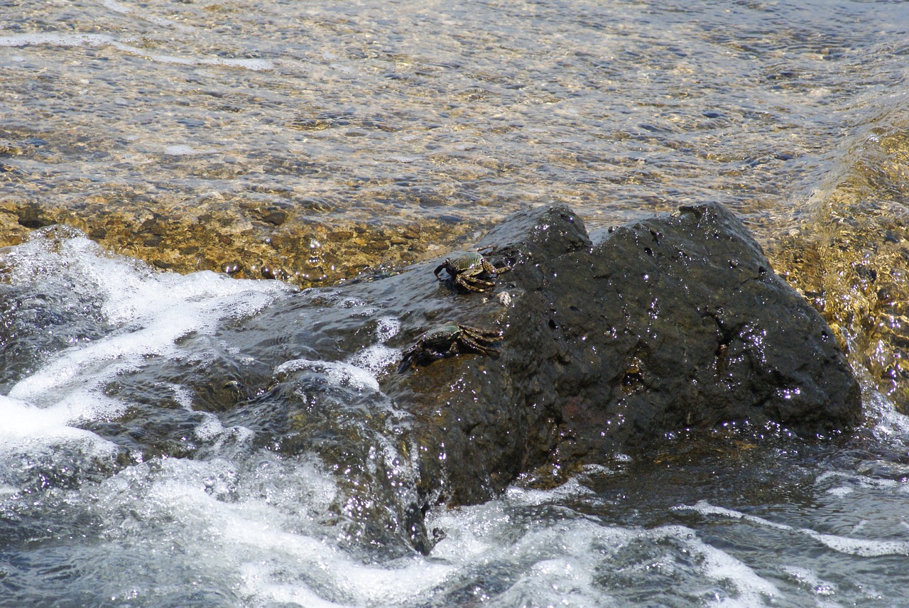 ocean water crabs free photo