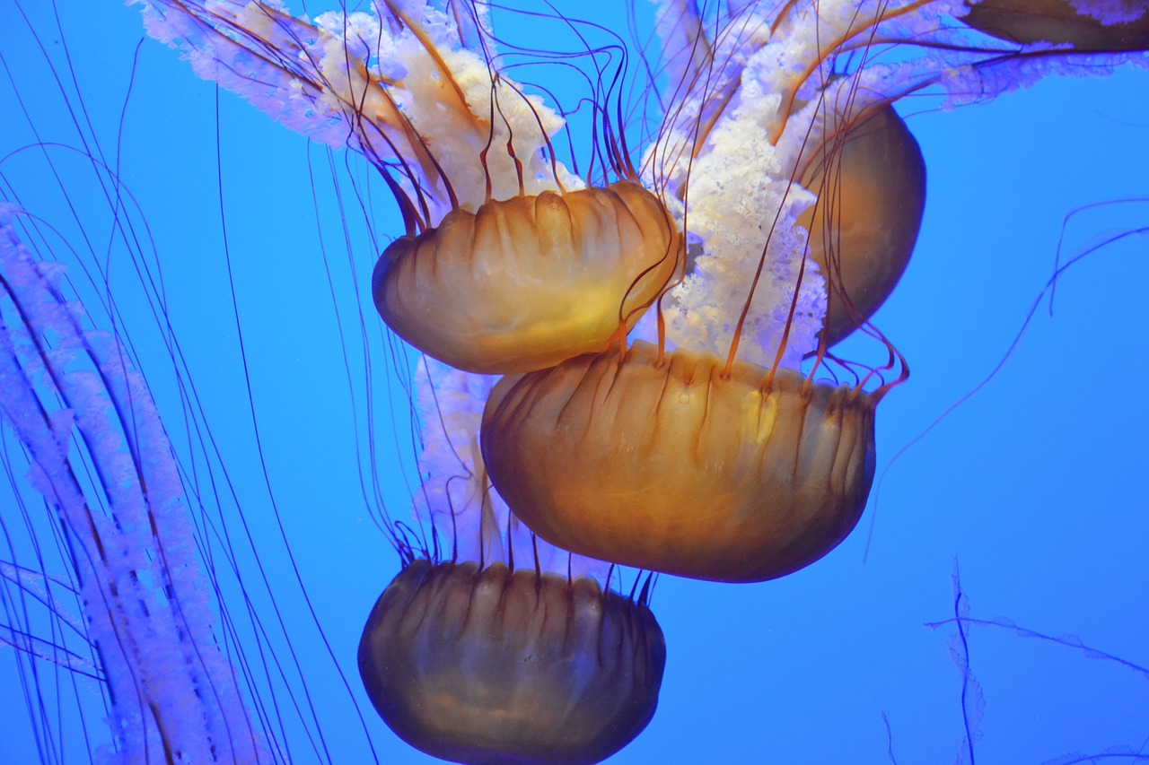 ocean underwater jellyfish free photo